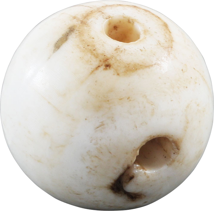 RARE VIKING SEA SHELL BEAD, 850-1050 AD - Picardi Jewelry