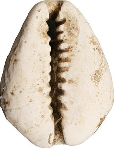VIKING COWRIE SHELL PENDANT, 9th-11th CENTURY AD - Picardi Jewelers